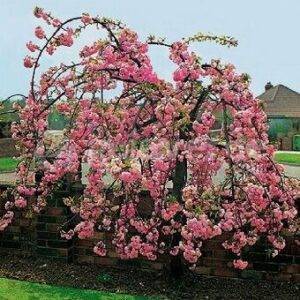 Плакучая Яблоня Фото Плакучая Яблоня Фото